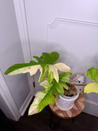 Philodendron Florida Beauty x Mayoi