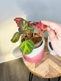 Begonia Soli Mutata Variegated