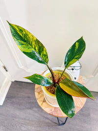 Philodendron Red Congo Variegated