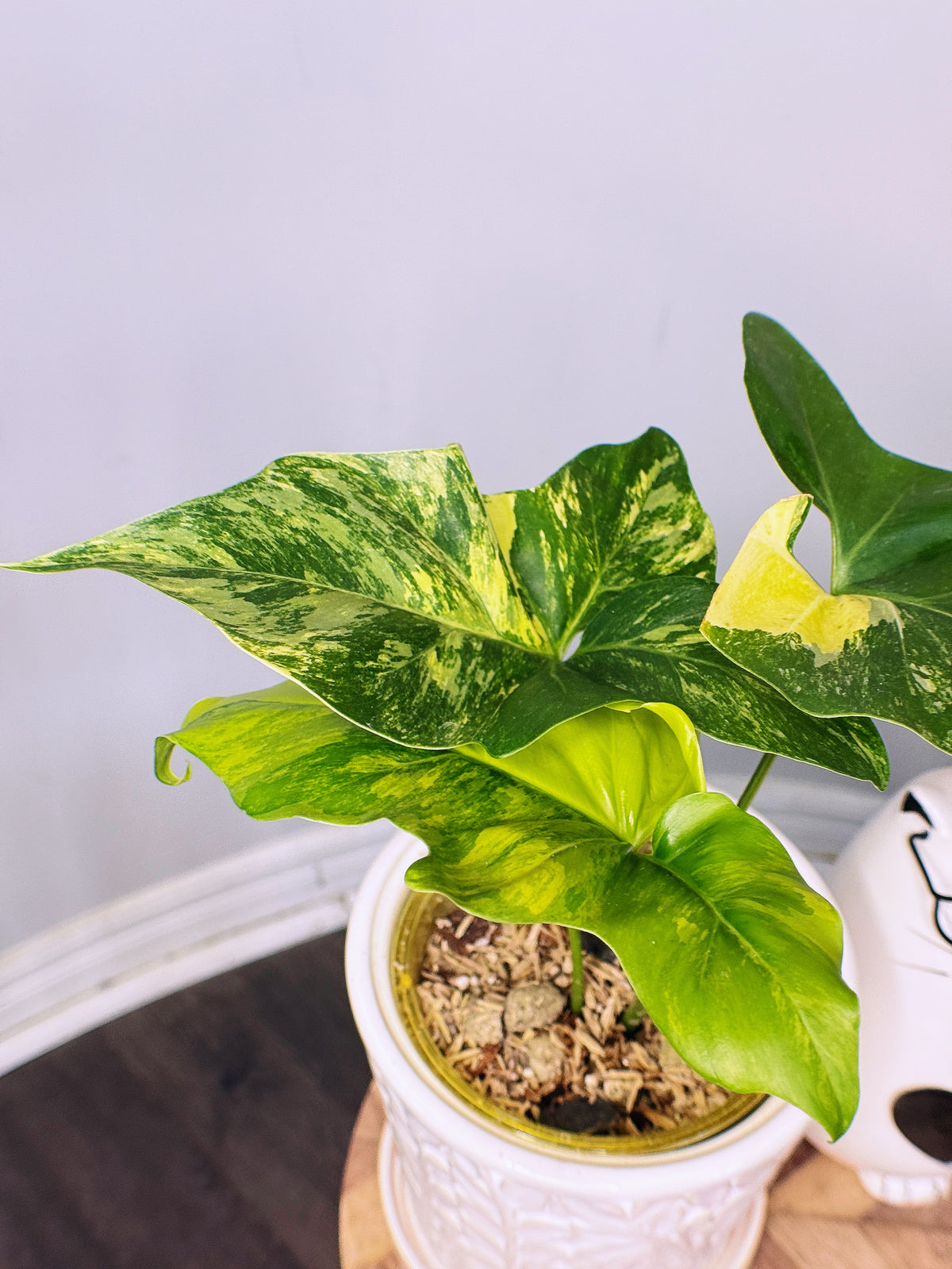 Philodendron Angela Variegated