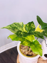 Philodendron Angela Variegated