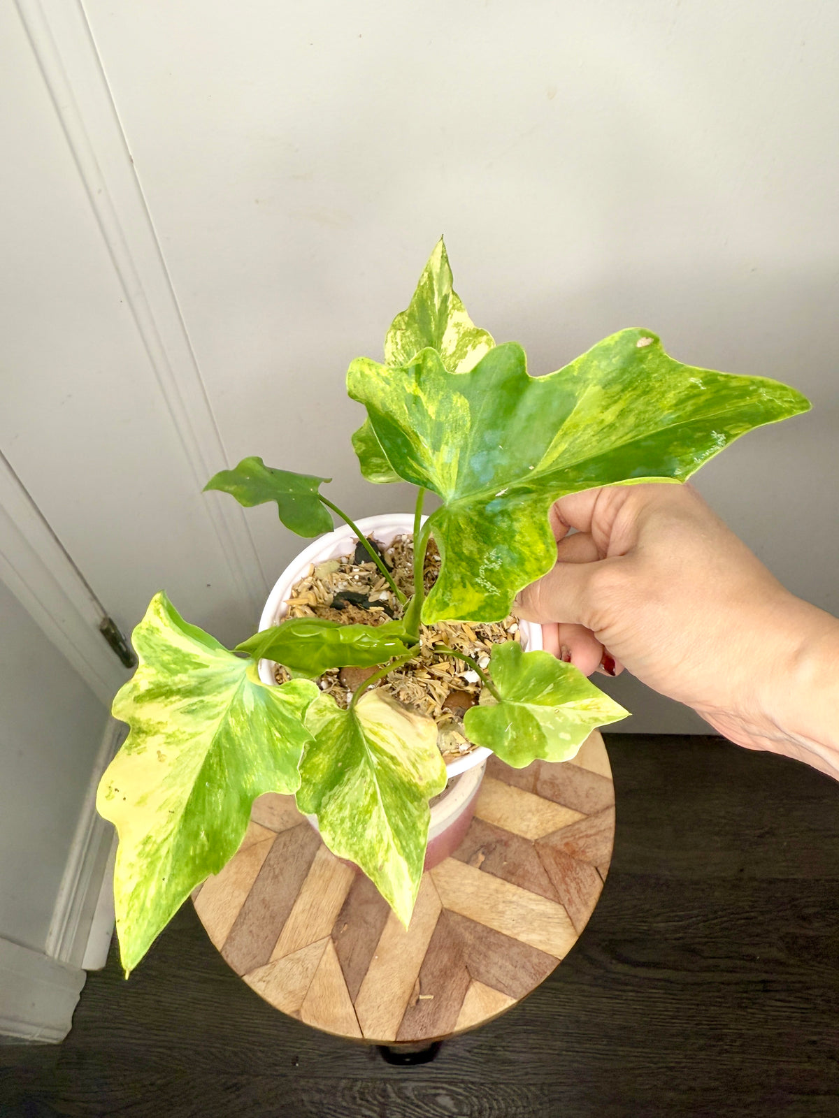 Philodendron Selloum Aurea