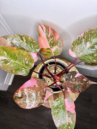 Philodendron Pink Princess Galaxy 6