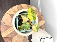 Philodendron Billietiae Variegated