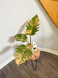 Philodendron Caramel Marble