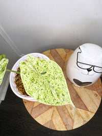 Alocasia Dragon Scale Mint