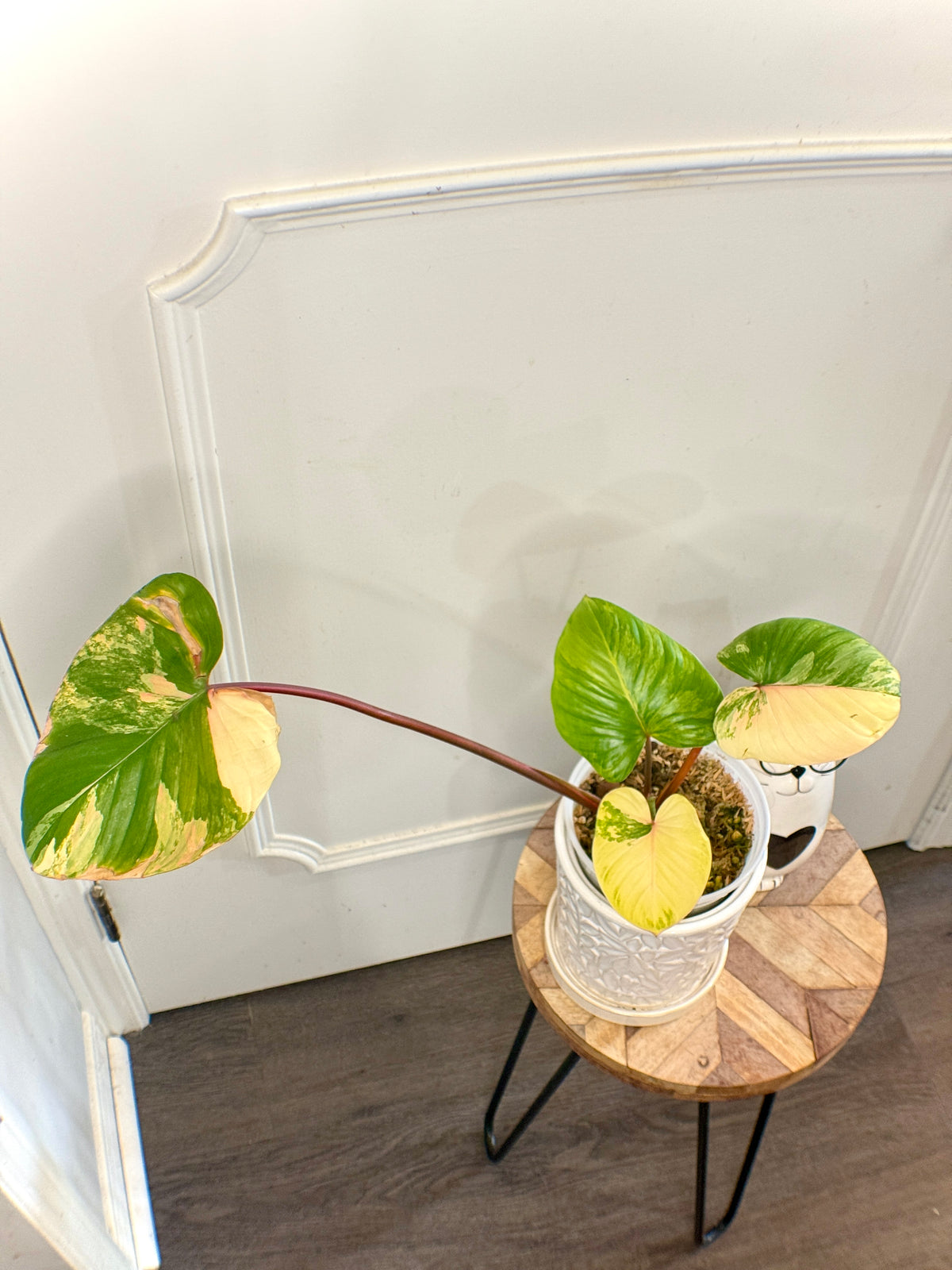 Homalomena Rubescen Tricolour