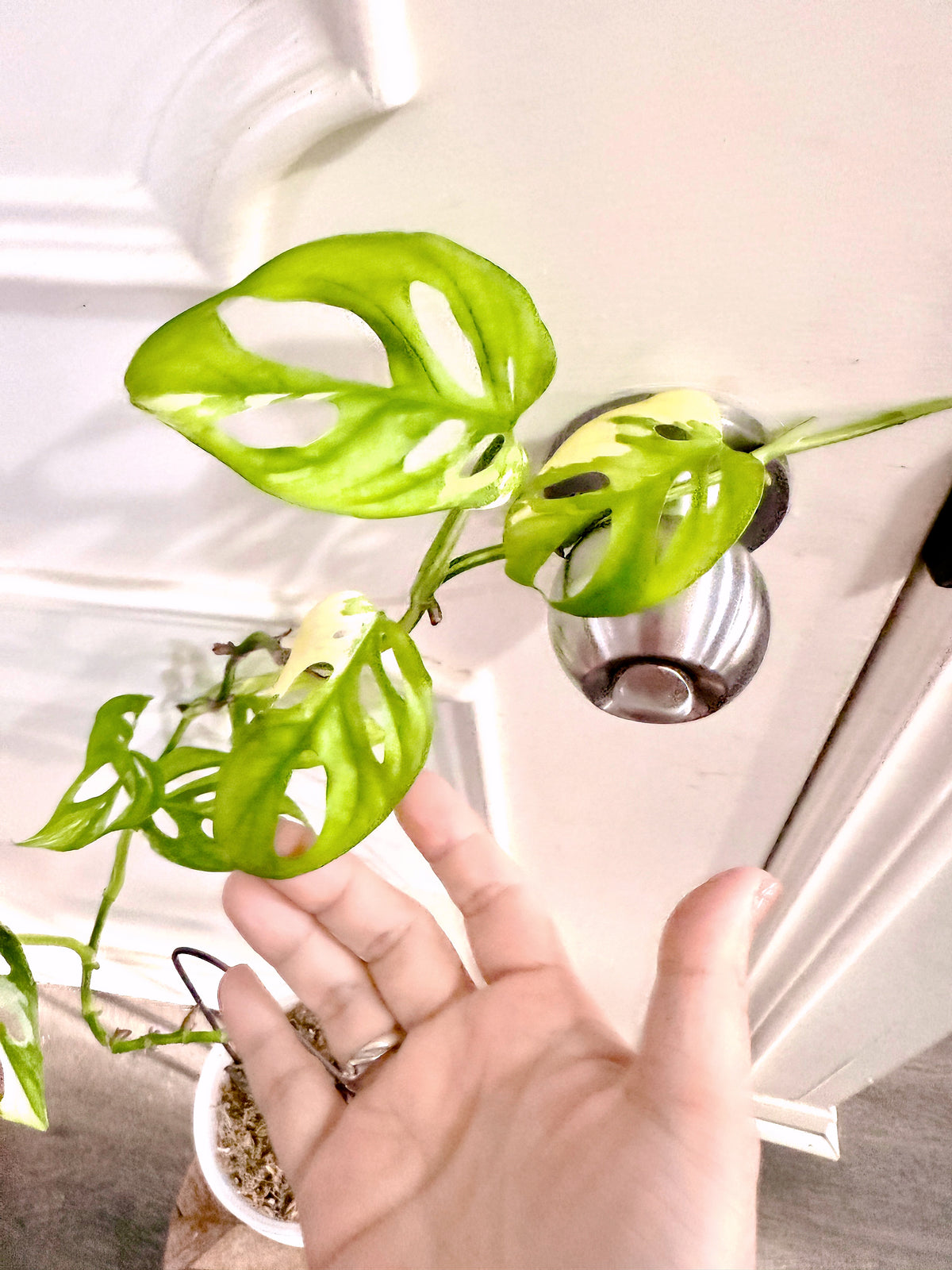 Monstera Adansonii Albo