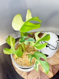 Rhaphidophora Tetrasperma Albo