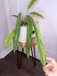 Anthurium Vittarifolium Variegated