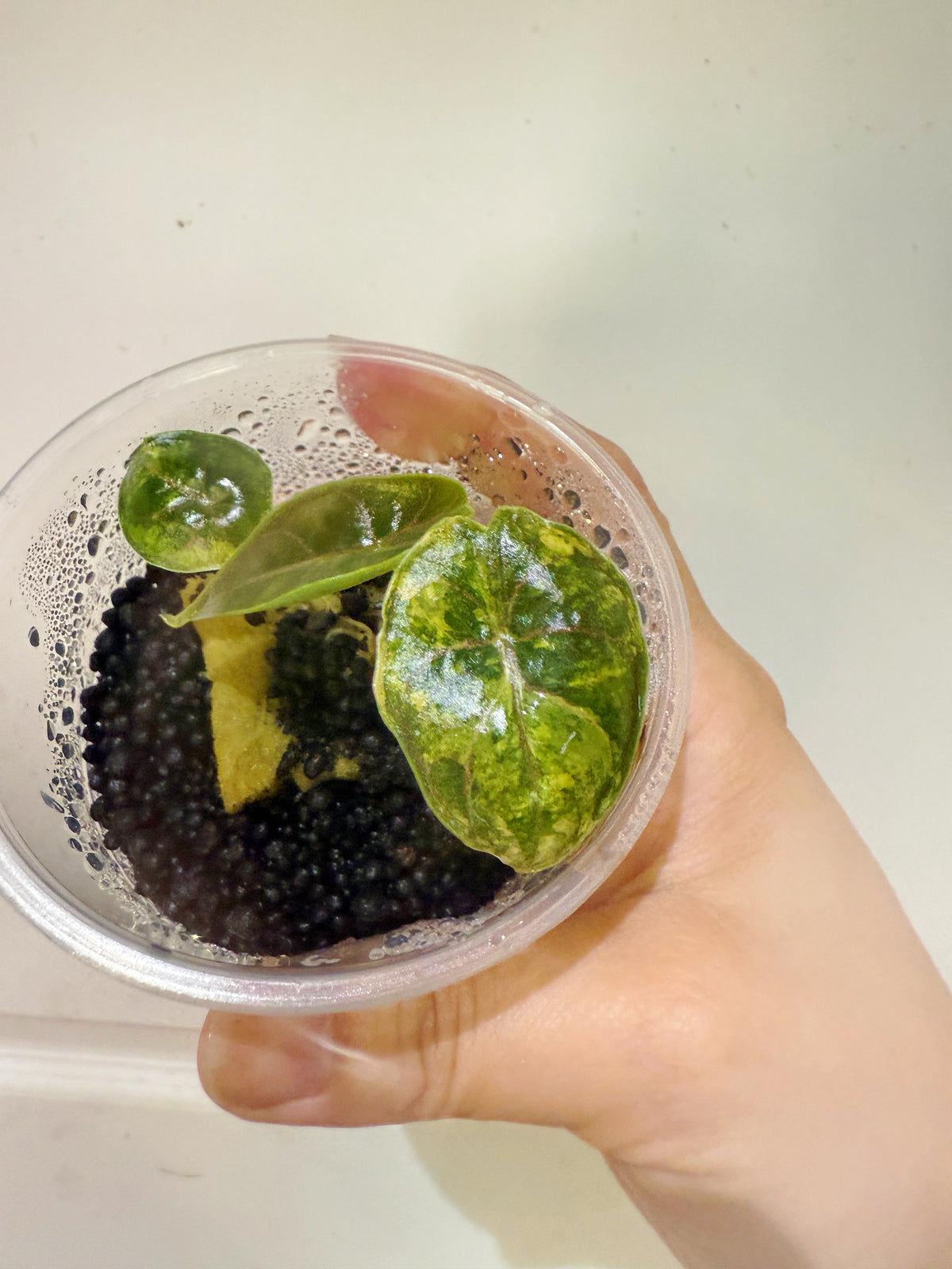 Alocasia Azlanii Aurea