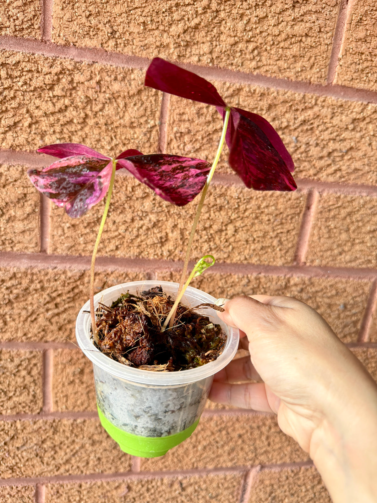 Oxalis Triangularis Variegated