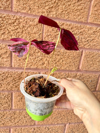 Oxalis Triangularis Variegated