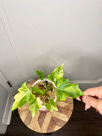 Philodendron Selloum Aurea