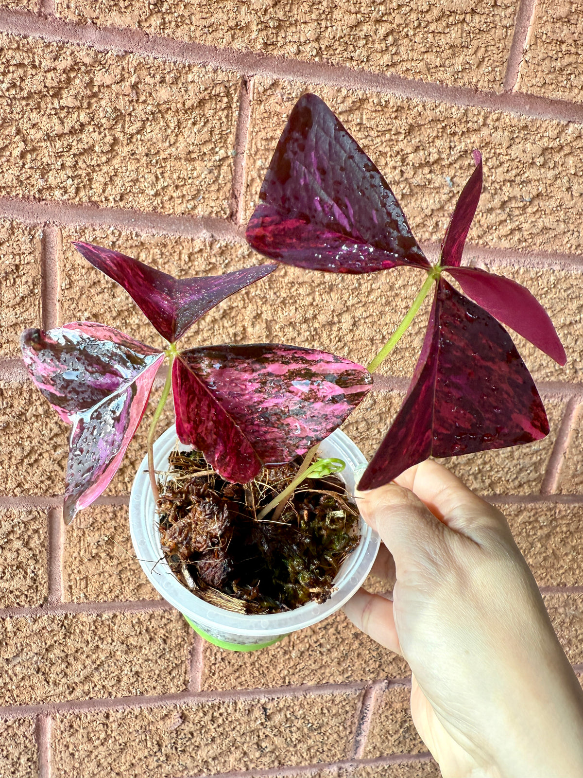 Oxalis Triangularis Variegated
