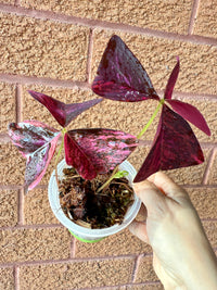 Oxalis Triangularis Variegated