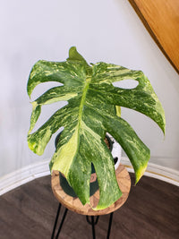 Monstera Masterpiece