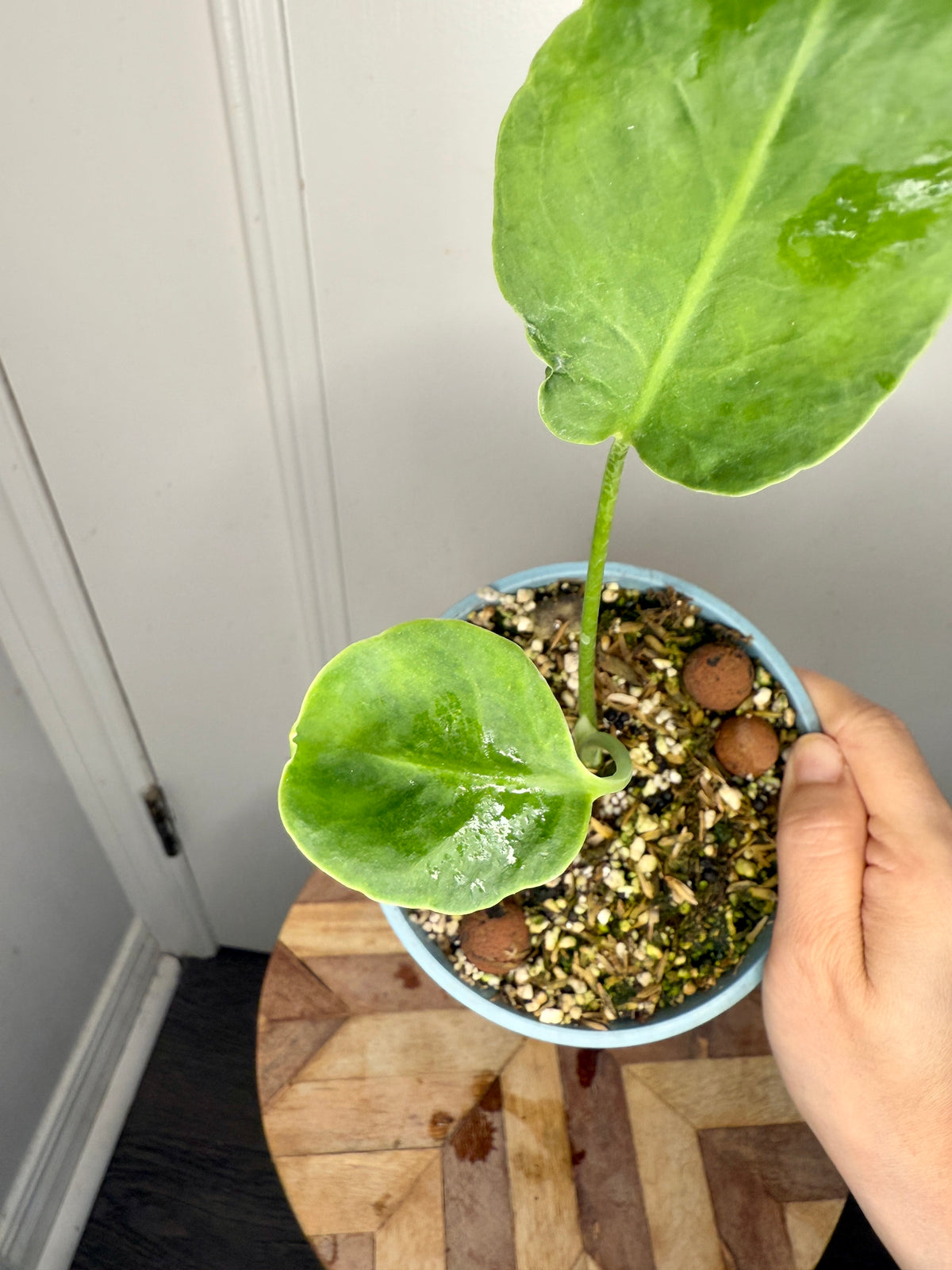 Monstera Deliciosa NOID