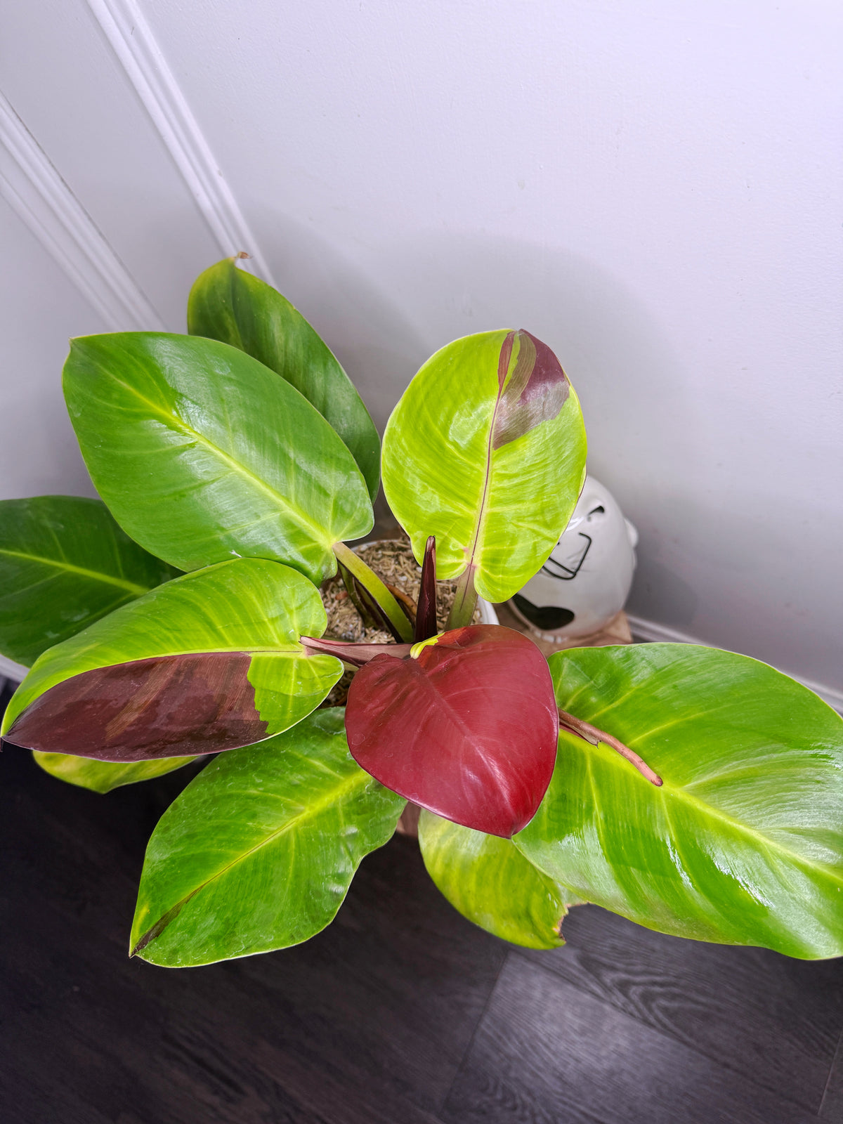 Philodendron Red Moon Variegated