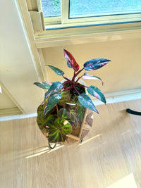 Pink princess galaxy & Begonia Soli Mutata Combo