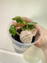 Alocasia Pink Heart Balloon