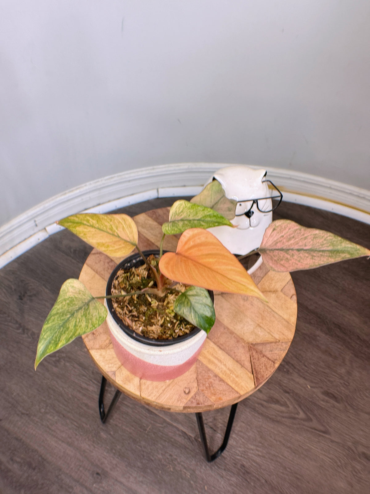 Homalomena Pink Diamond