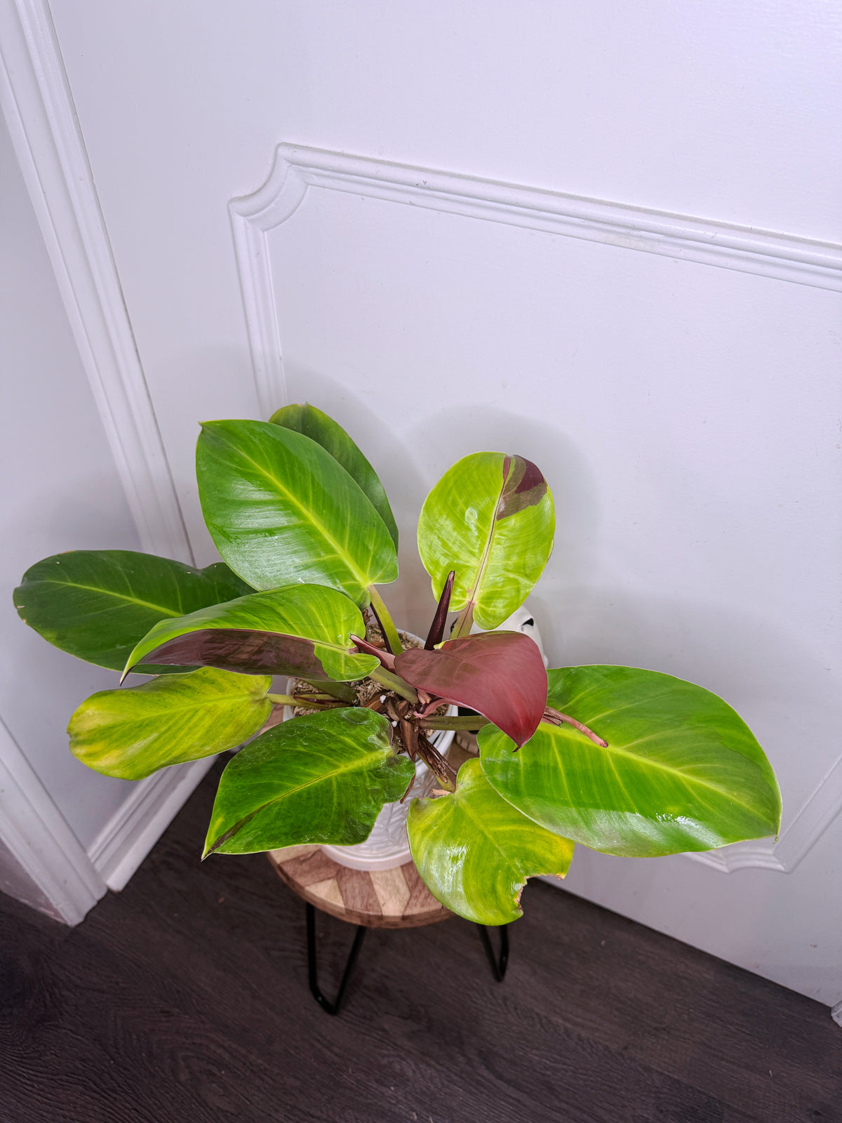 Philodendron Red Moon Variegated