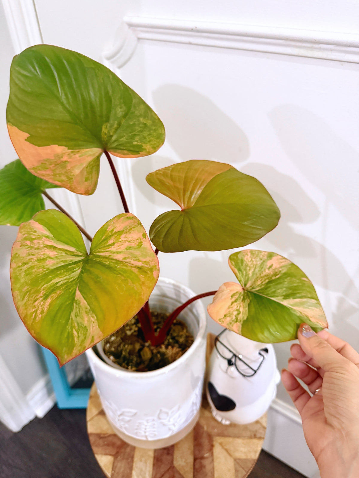 Homalomena Rubescen Tricolour XL