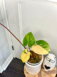 Homalomena Rubescen Tricolour