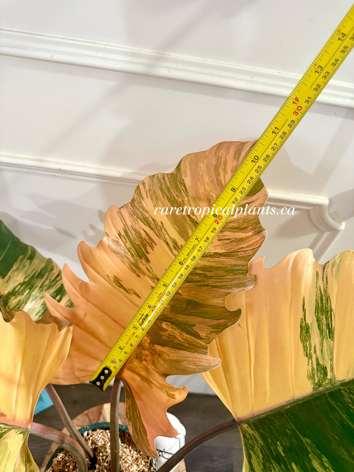 Philodendron Caramel Marble
