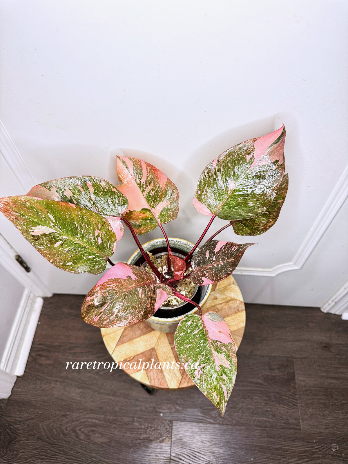 Philodendron Pink Princess Galaxy 6