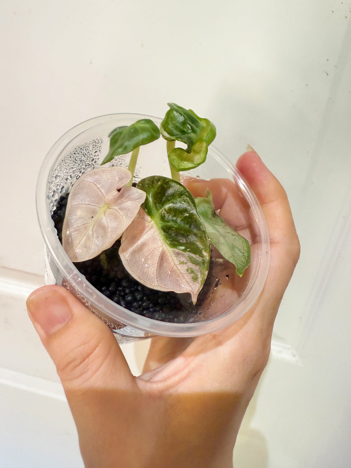 Alocasia Pink Heart Balloon