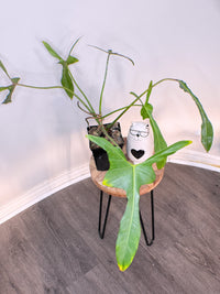 Philodendron Longilobatum Miyano Lelano