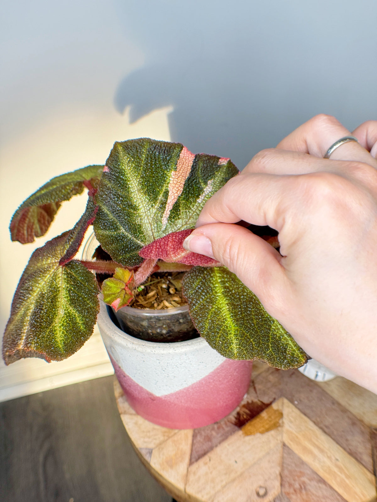 Begonia Soli Mutata Variegated