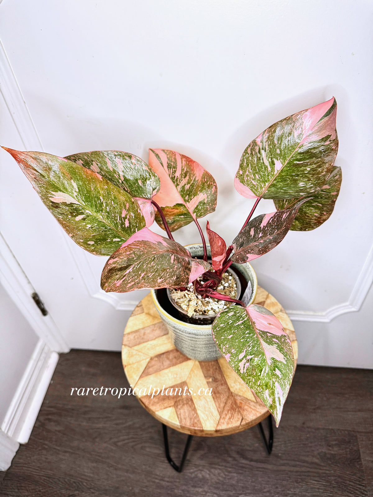 Philodendron Pink Princess Galaxy 6
