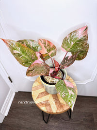 Philodendron Pink Princess Galaxy 6