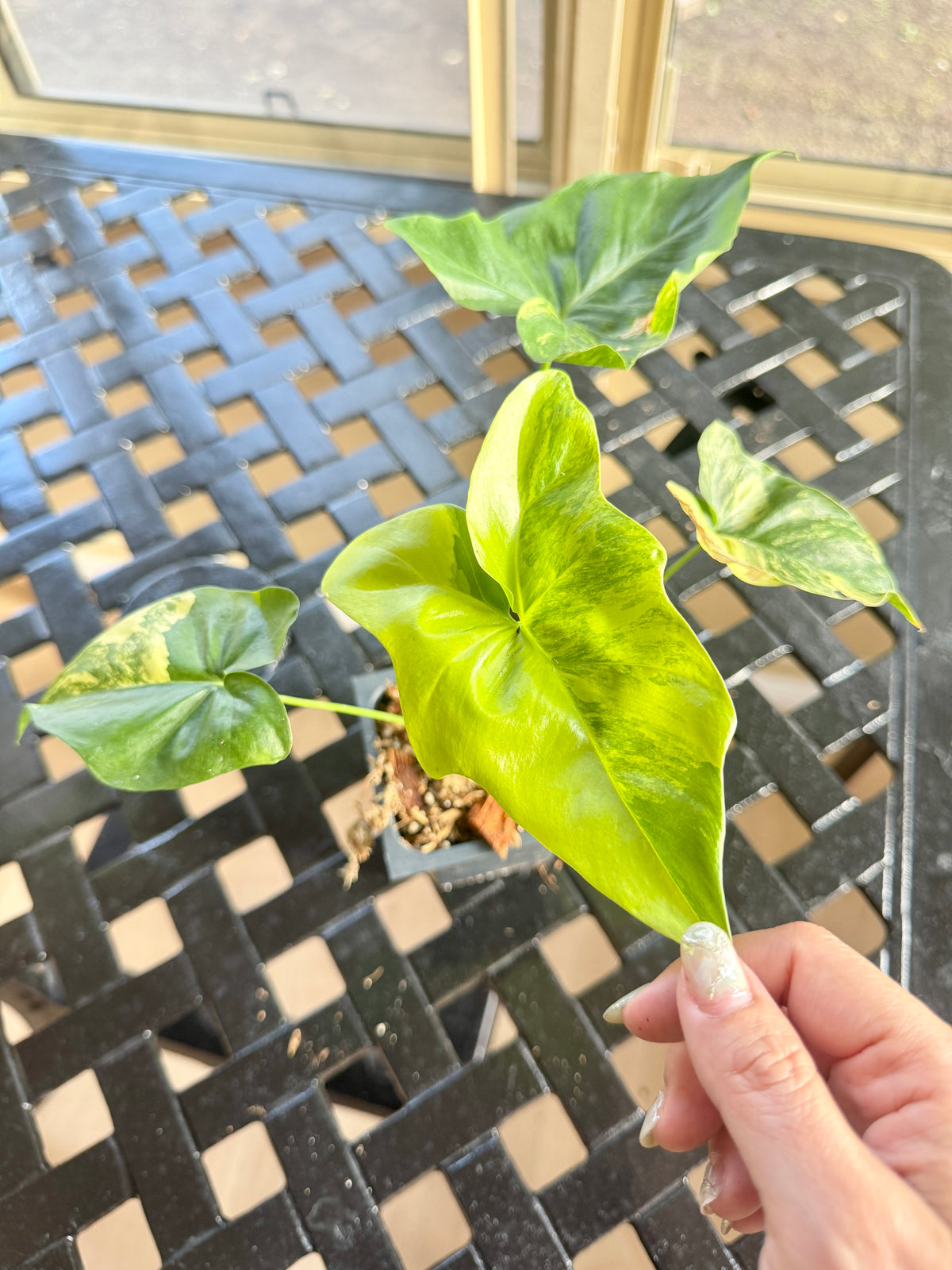 Philodendron Angela Variegated