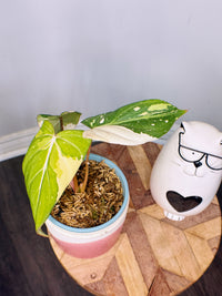 Philodendron Gloriosum Variegated