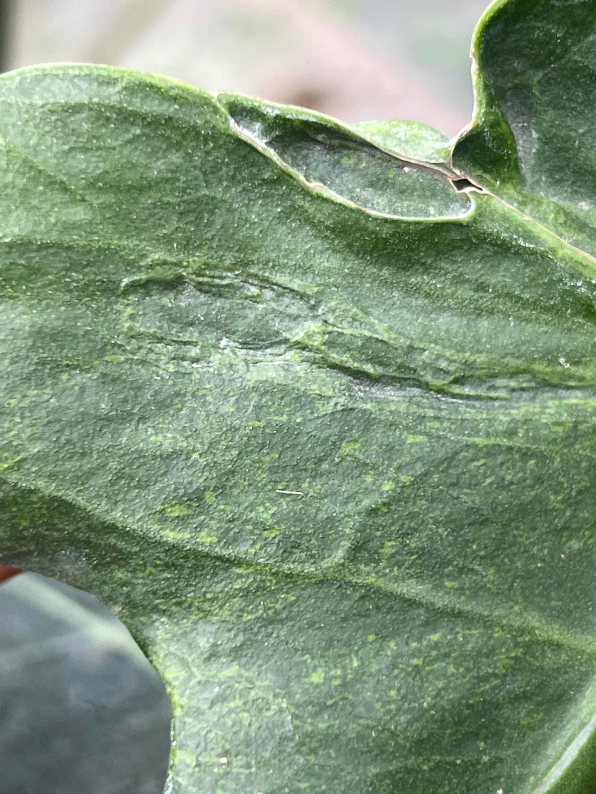 Monstera Form NOID Variegated