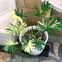 Philodendron Selloum Aurea