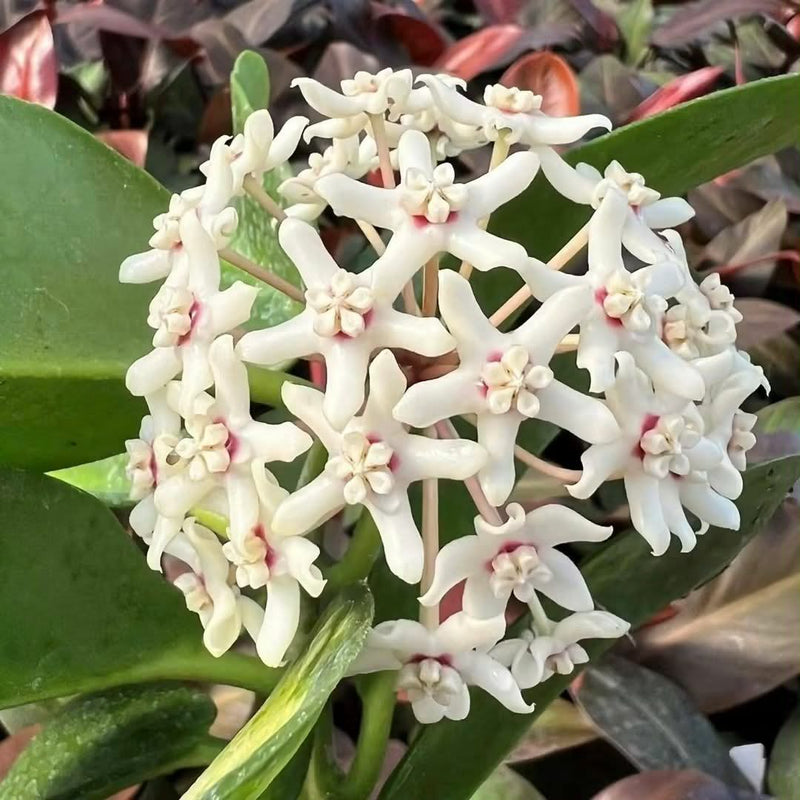 Hoya