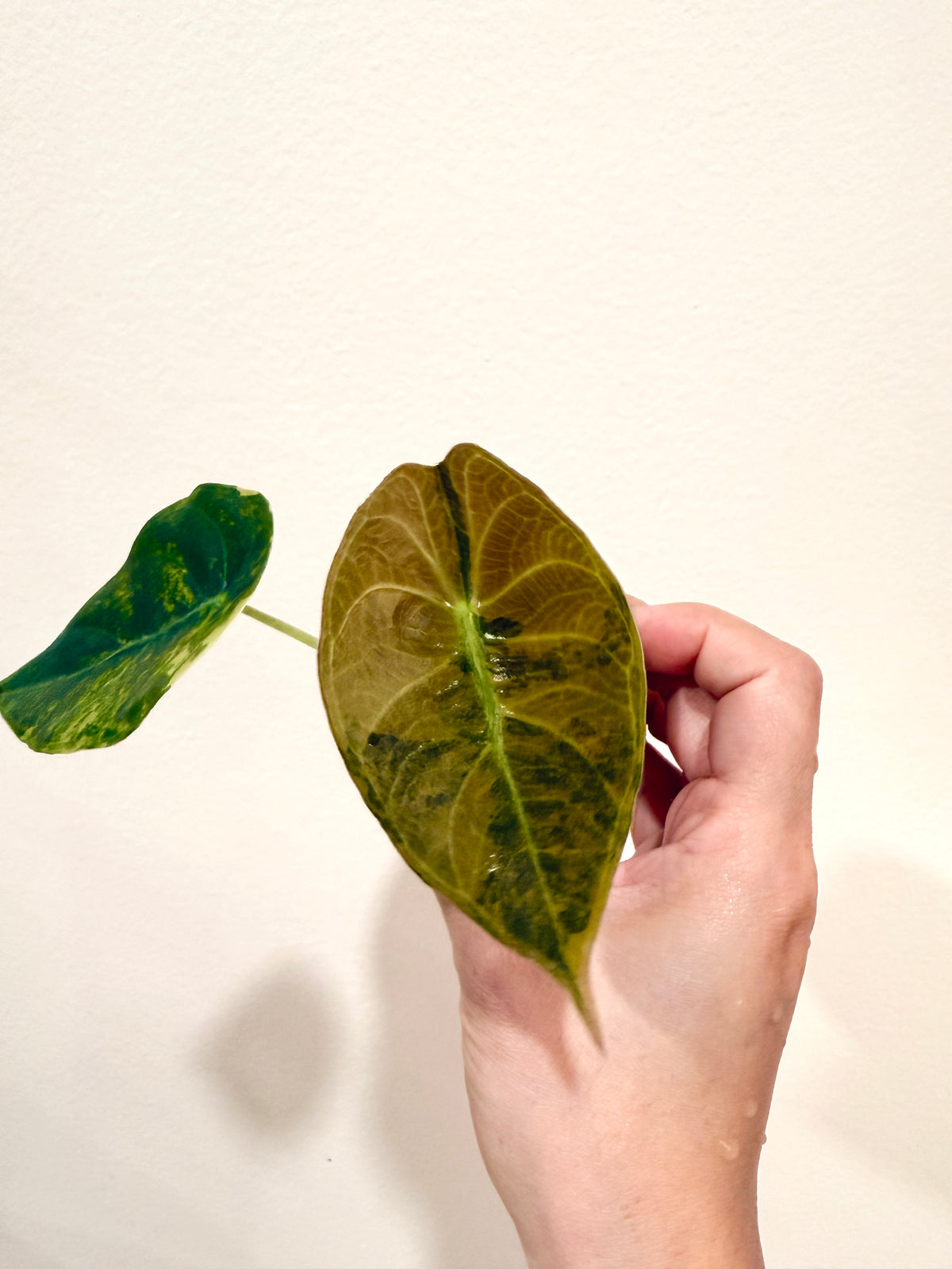 Alocasia Sedenii Aurea