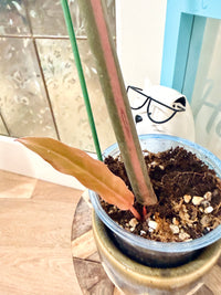 Philodendron Caramel Marble