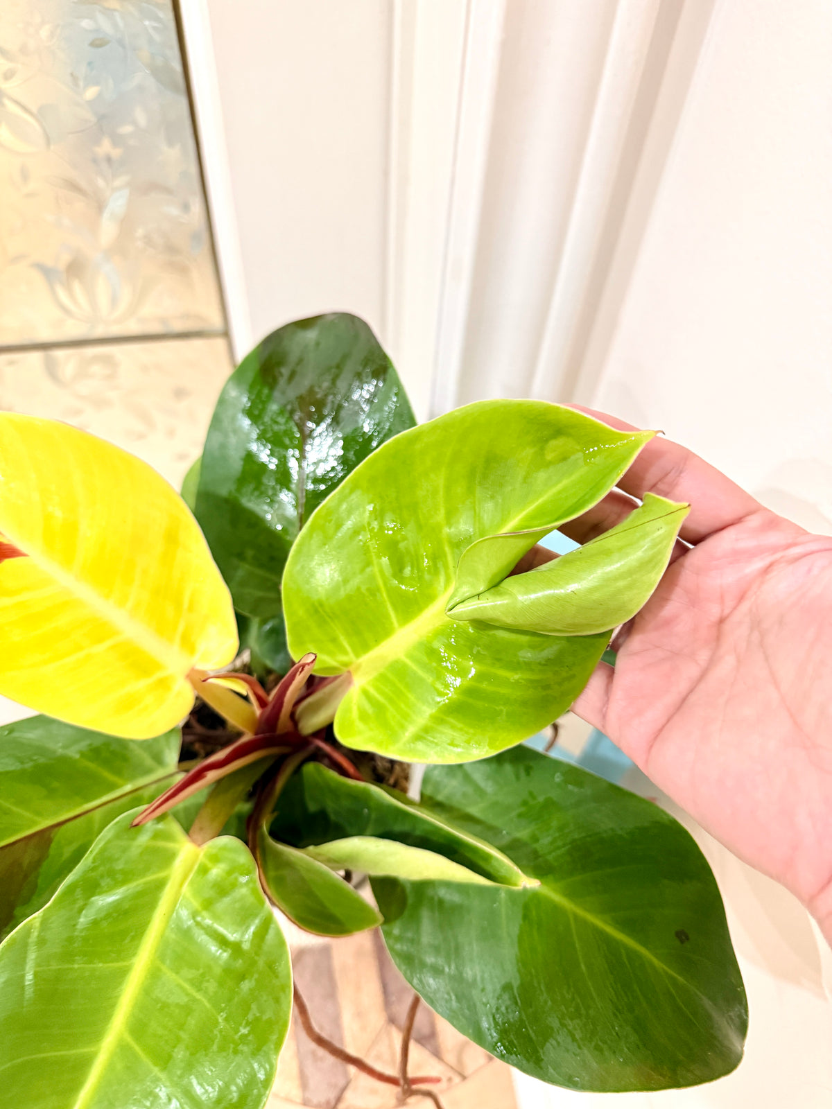 Philodendron Red Moon Variegated