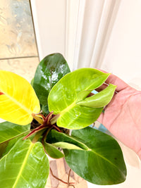 Philodendron Red Moon Variegated