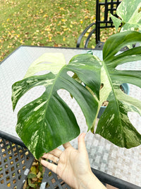 Monstera Mint Large Size XXL