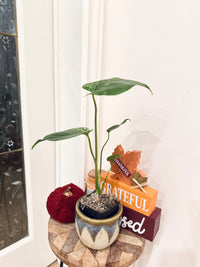 Monstera Devil
