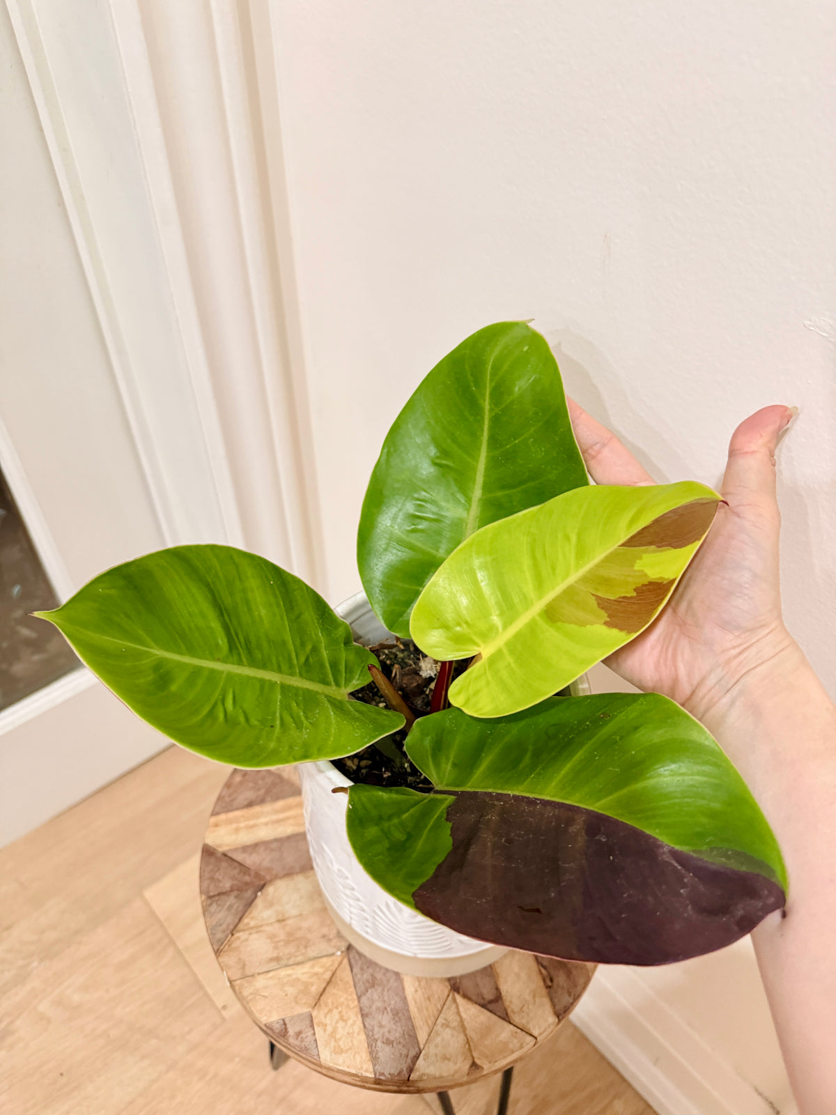 Philodendron Red Moon Variegated
