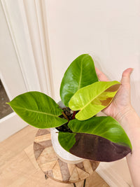 Philodendron Red Moon Variegated