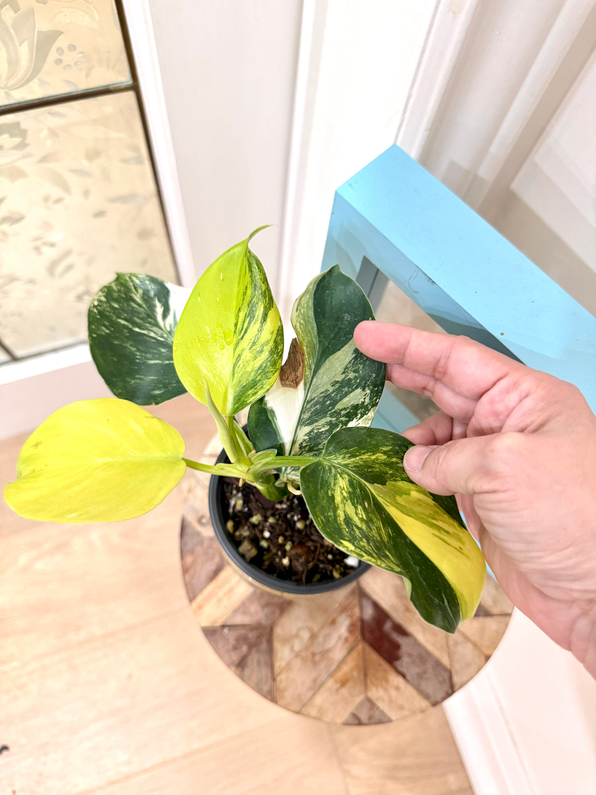 Philodendron White Wizard Tricolour